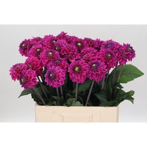 Dahlia Purple Fox