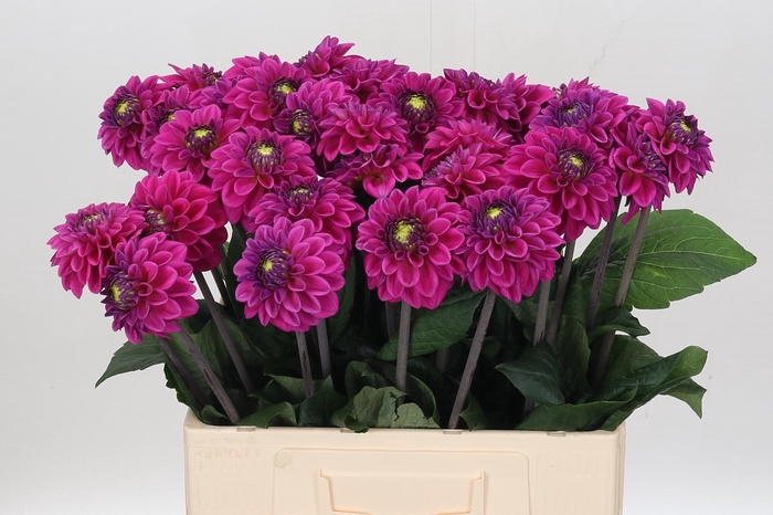 <h4>Dahlia Purple Fox</h4>