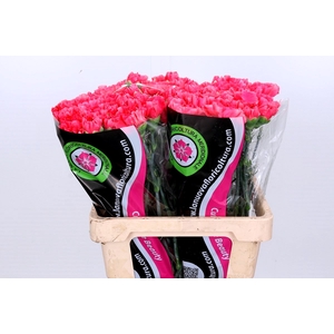 Dianthus St Bizet