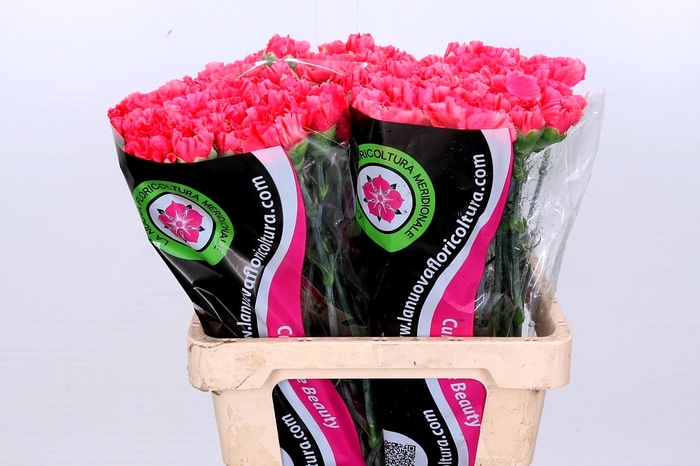 Dianthus St Bizet