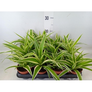 Chlorophytum com.