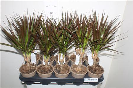 <h4>Dra Marg Magenta</h4>