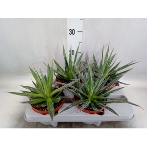 Agave filifera