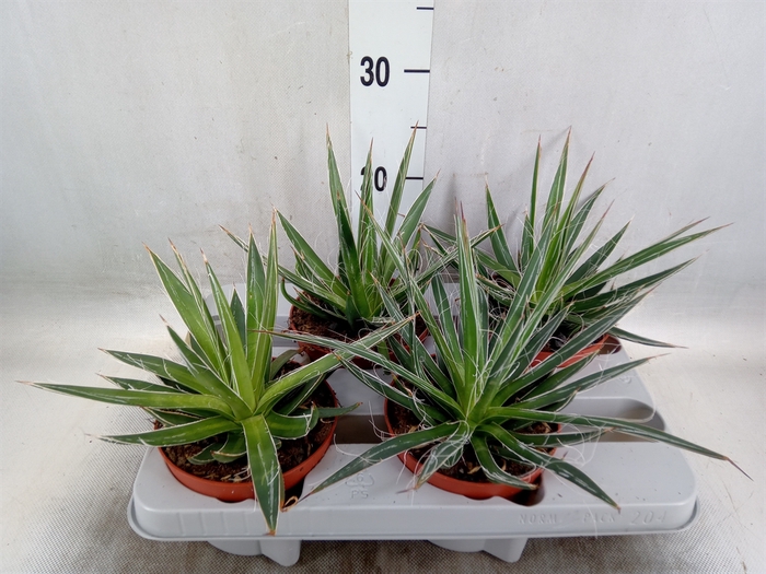 <h4>Agave filifera</h4>