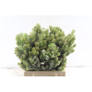 Kaaps Aspilatus