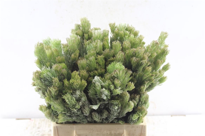 <h4>Kaaps Aspilatus</h4>