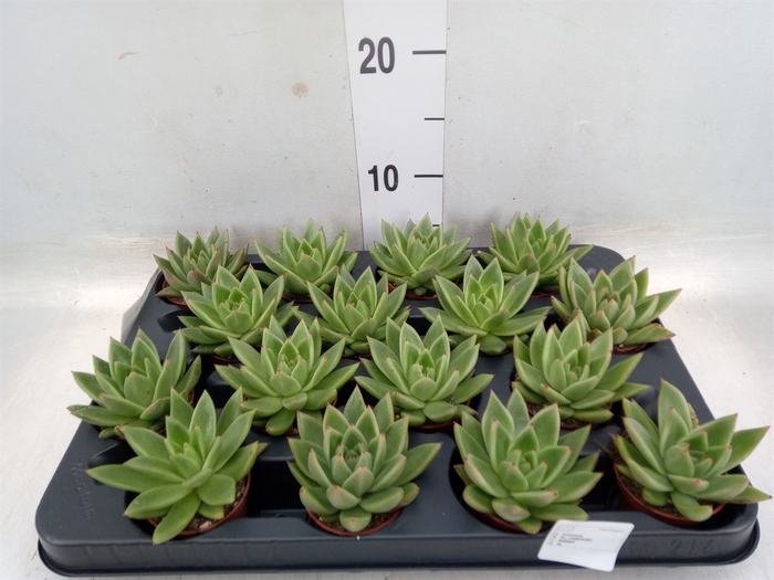 <h4>Echeveria  'Miranda'</h4>