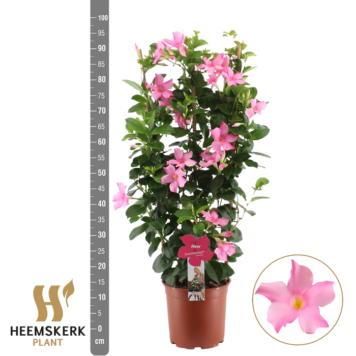 <h4>MANDE SUMMERST P MAG</h4>