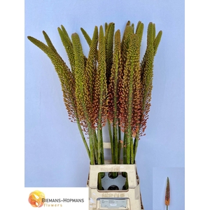 EREMURUS CLEOPATRA