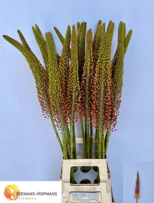 <h4>EREMURUS CLEOPATRA</h4>