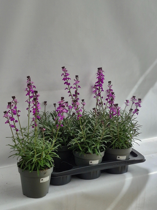 <h4>ERYS BOWLES MAUVE</h4>