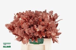 <h4>SKIM OV BS KLB H%</h4>