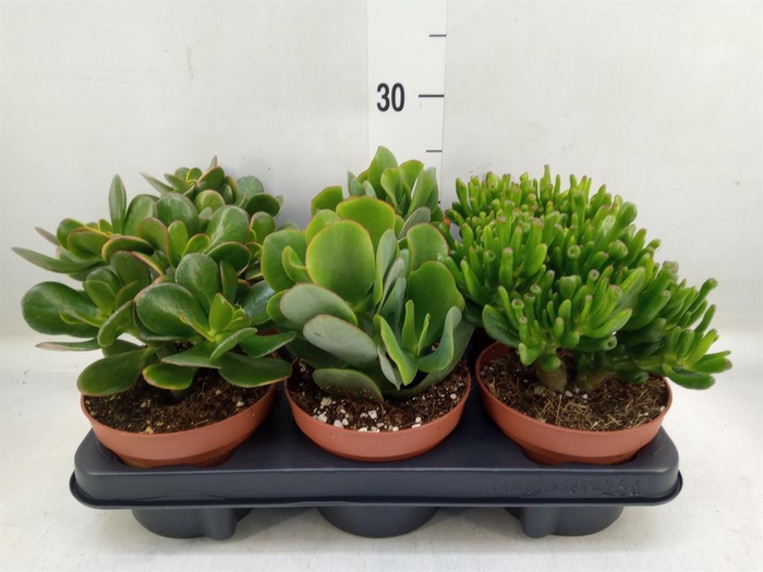 <h4>Crassula   ...mix</h4>