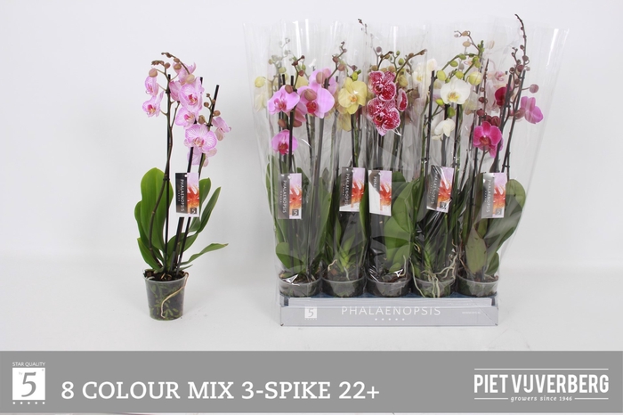 <h4>PHAL GEM 8 KL</h4>