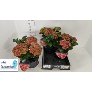 HYDR M RED ERIS