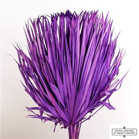 <h4>Dried Chamaerops (10tk) Purple Bunch</h4>