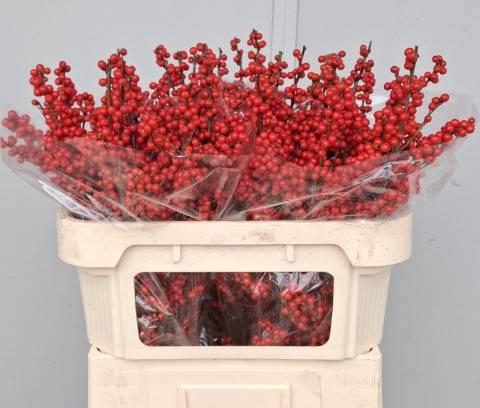 <h4>ILEX VE RODE BES</h4>