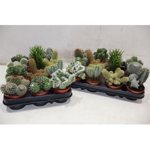 Cactus Gem
