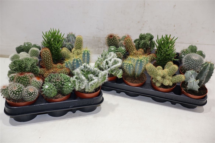 <h4>Cactus Gem</h4>