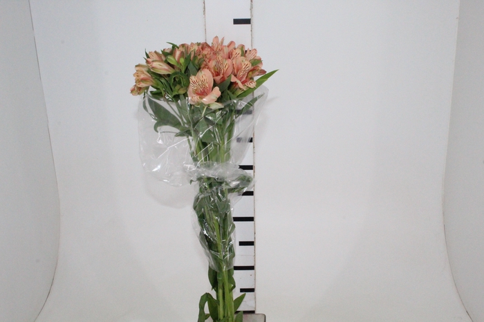 <h4>ALSTROEMERIA CANYON 080 CM</h4>