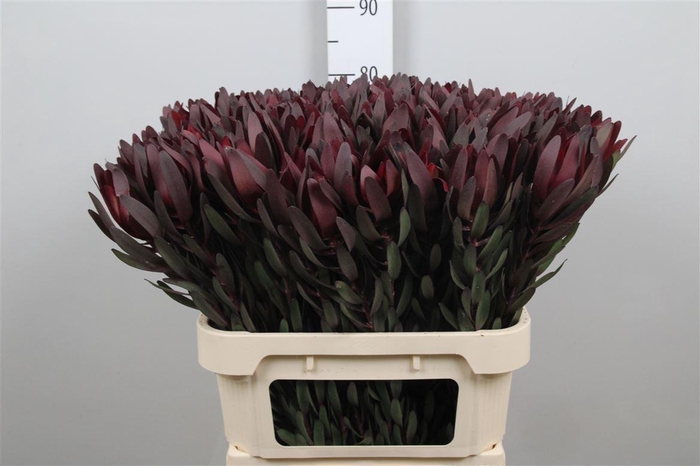 <h4>Leucadendron Safari Sunset</h4>