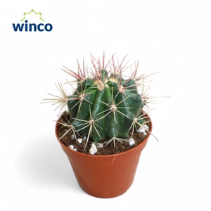 FEROCACTUS PILOSUS