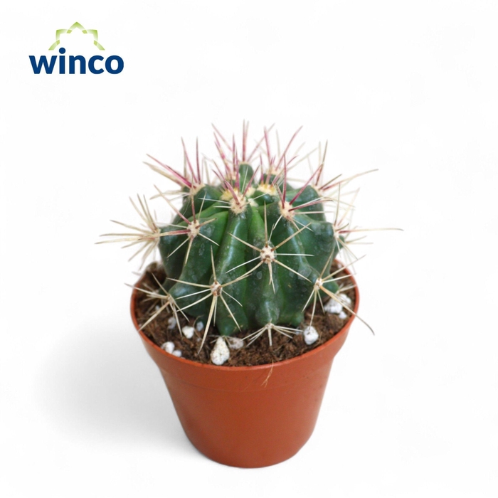 <h4>FEROCACTUS PILOSUS</h4>
