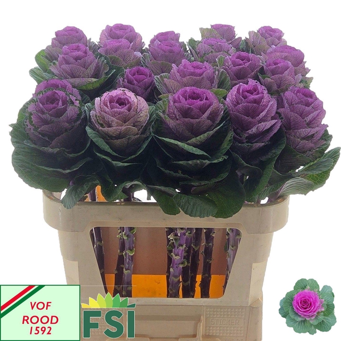 <h4>BRASS RED CRANE</h4>