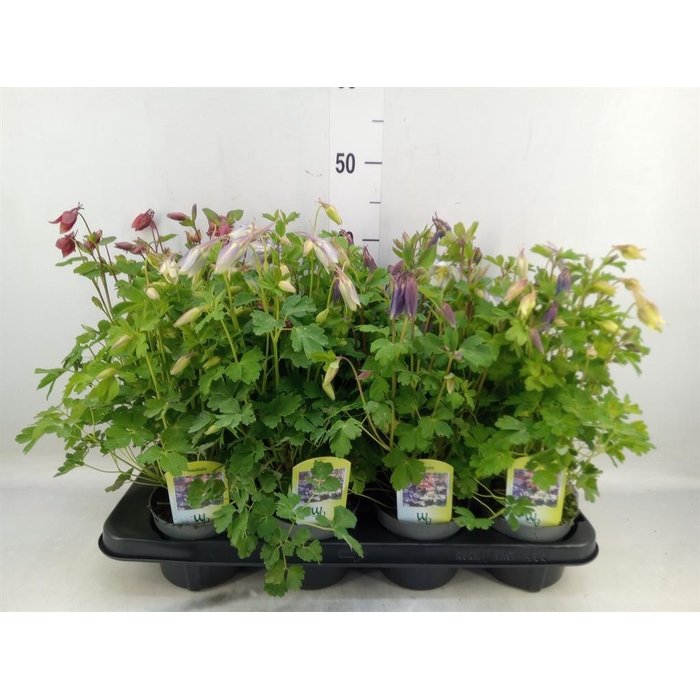 <h4>Aquilegia   ...</h4>