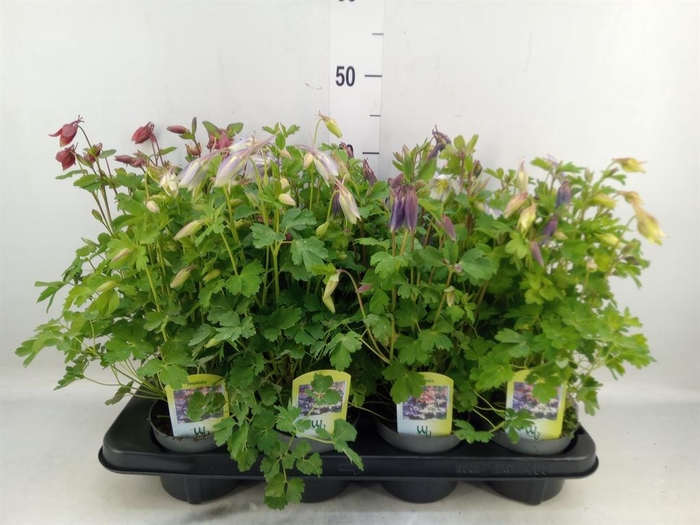 <h4>Aquilegia   ...</h4>