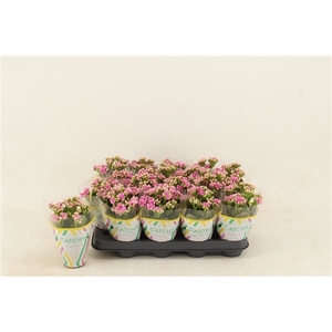 Kalanchoe Double Weaver