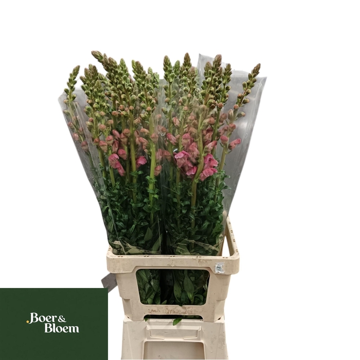 <h4>ANTIR ANTIBES PINK</h4>