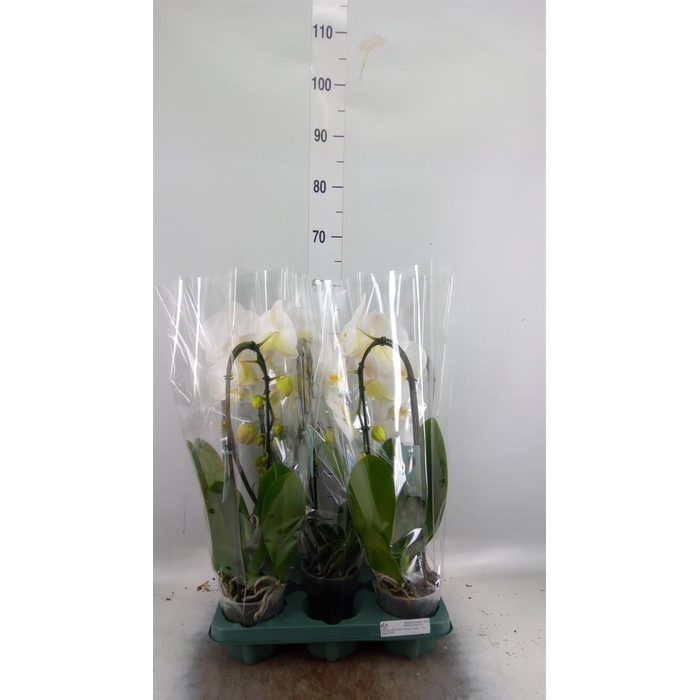 <h4>Phalaenopsis  'Ant Tokyo'</h4>