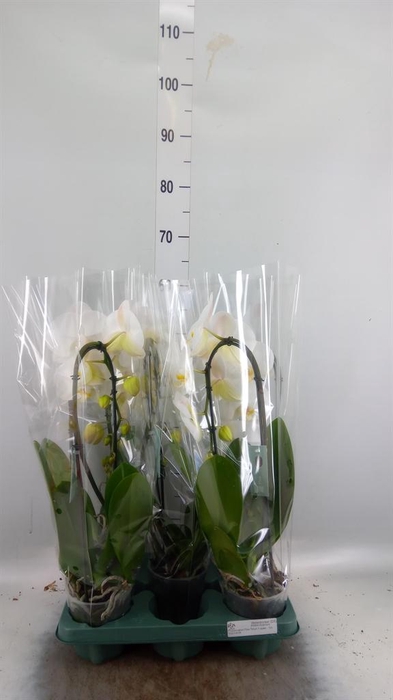 Phalaenopsis  'Ant Tokyo'