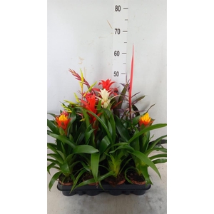 Bromelia   ...mix
