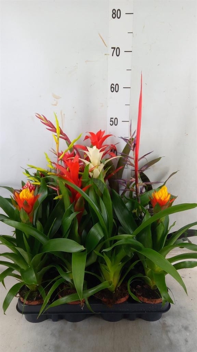 <h4>Bromelia   ...mix</h4>