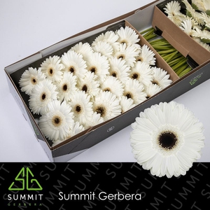 Gerbera White House Doos