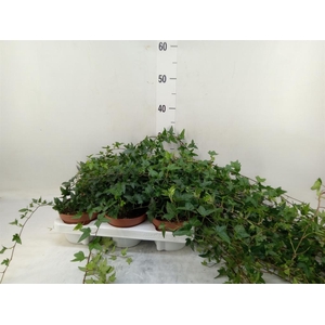 Hedera helix 'Shamrock'