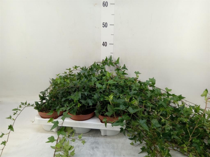 <h4>Hedera helix 'Shamrock'</h4>