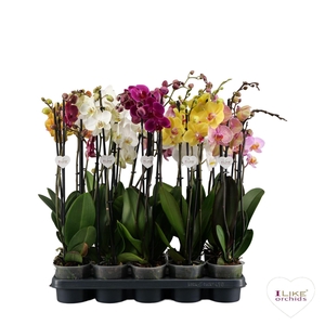 Phalaenopsis donkere I-Like mix - 3 tak 60cm