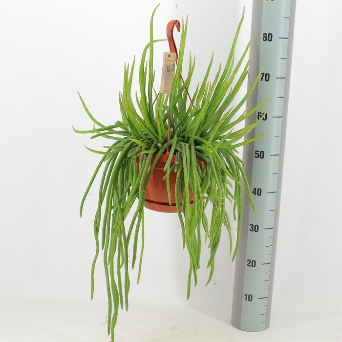 <h4>Rhipsalis   ...</h4>