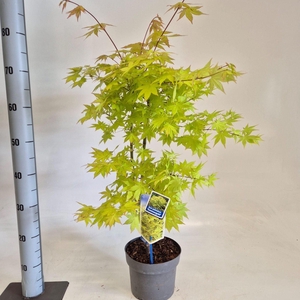 Acer palmatum Summer Gold