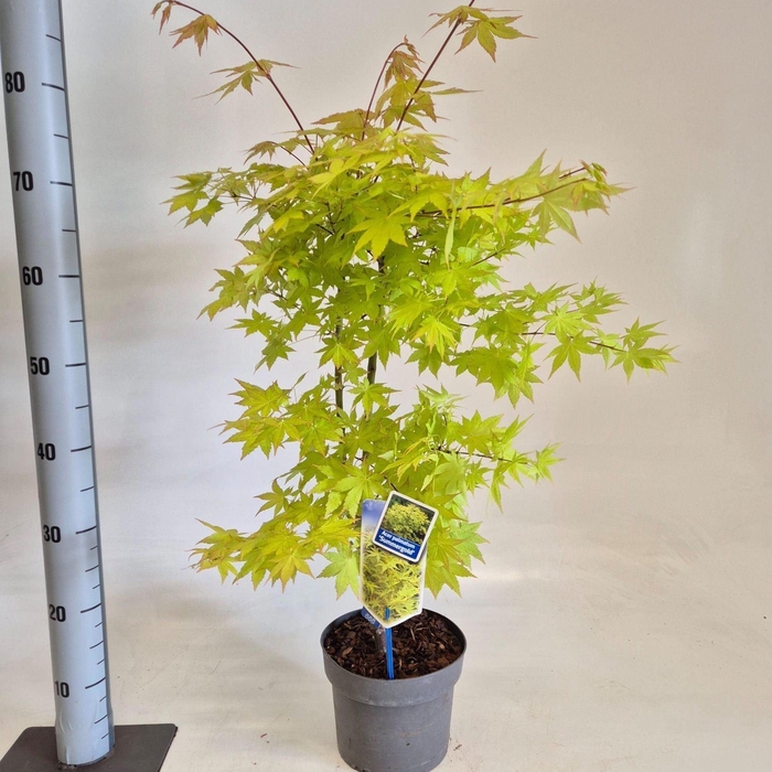 Acer palmatum Summer Gold