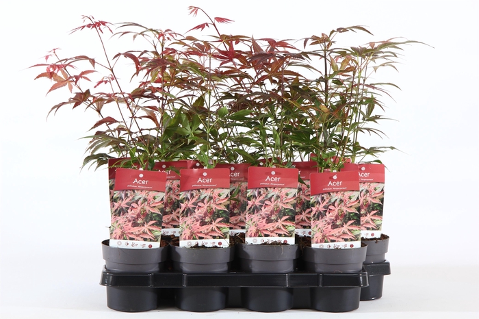 <h4>Acer palm. 'Atropurpureum' P10.5</h4>
