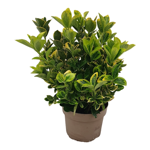 <h4>Euonymus Aurea</h4>