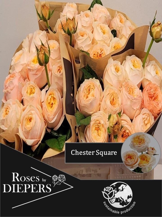 <h4>R TR CHESTER SQUARE</h4>