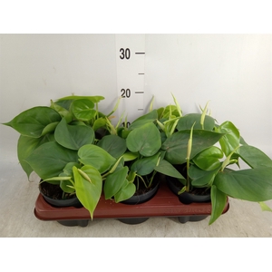 Philodendron scand.