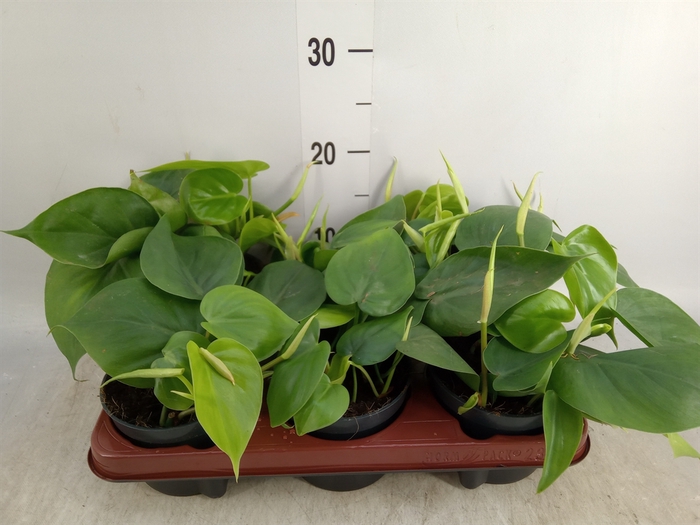 <h4>Philodendron scand.</h4>