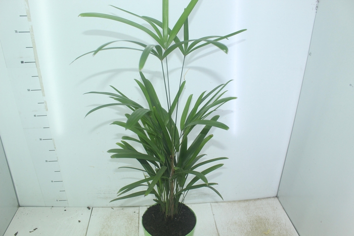 <h4>PALMEIRA RAPHIS P17</h4>