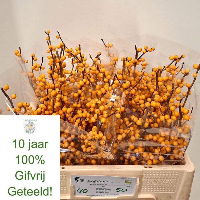 <h4>ILEX VE GOLD VERBOOM</h4>